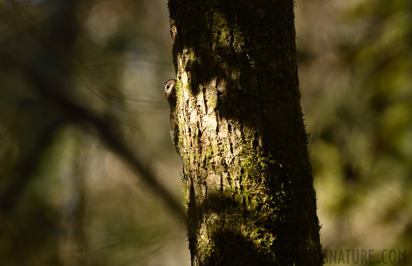 Sphyrapicus varius [400 mm, 1/640 Sek. bei f / 7.1, ISO 1600]